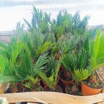 Cykas japonský (Cycas revoluta) - výška 30-40 cm, kont. C1.5L